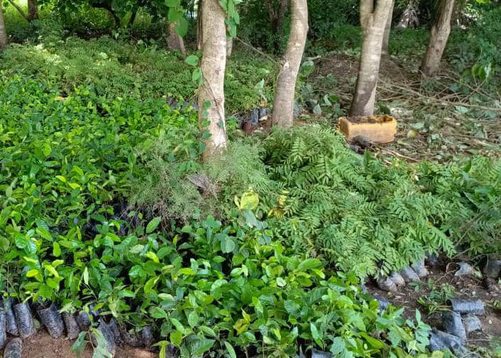 RESTAURATION DU PAYSAGE FORESTIER AU BÉNIN: Le success story du bassin de la Mékrou