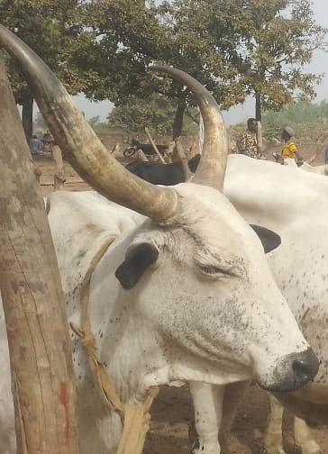 ELEVAGE/ MARCHE DE BETAIL DE KOLOKONDE: La bourse des valeurs du cheptel bovin de Djougou