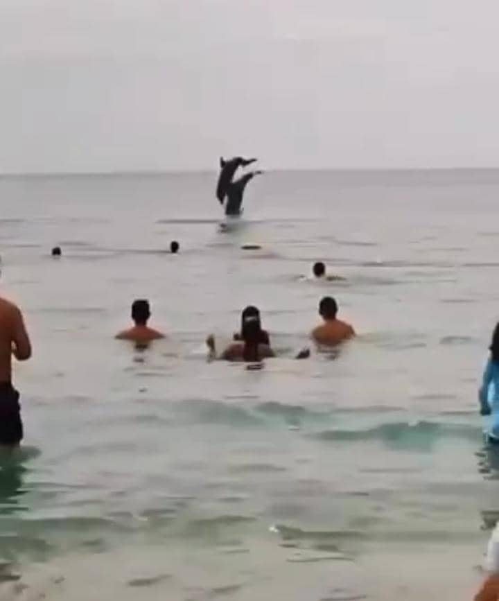 VENEZUELA: Un ballet de dauphins à la plage de Santa Marta