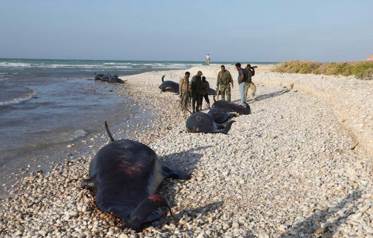 CÔTE SOMALIENNE: 110 dauphins retrouvés morts